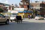 Święta krowa, Kathmandu (Nepal)