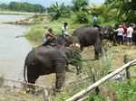 Kornacy że słoniami (Nepal)