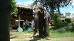 Słoń indyjski w całej okazałości (Nepal)