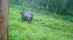 Nosorożce z grzbietu słona (Nepal)