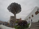 Drzewo Smocze (Teneryfa)
