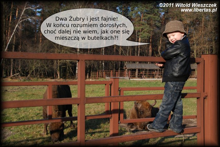 Jeremi i dwa żubry