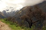 Drzewo po drodze na Salcantay