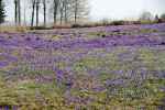 Krokusy (Toporowa Cyrhla)