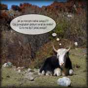 Jak po nocnym niebie sunący (Nepal)