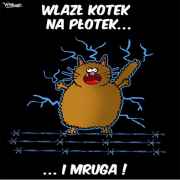 Wlazł kotek na płotek