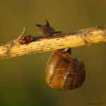 Uświadamianie ślimaka