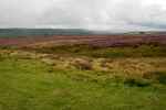 Melmerby Moor, Yorkshire (Anglia)