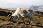 Renifer spitsbergeński. Większość sierści jeszcze zimowa (Norwegia)
