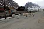 Renifery w Longyearbyen (Norwegia)