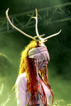 Heilung
